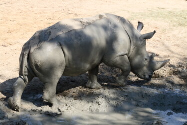 Photographie intitulée "Rhinos - scène 11 -…" par Jacques Jégo, Œuvre d'art originale