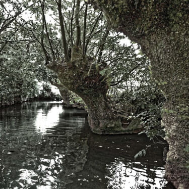 Photographie intitulée "Marais poitevin" par Jacques Lateur, Œuvre d'art originale, Photographie numérique