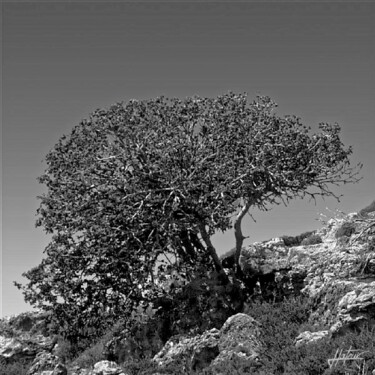Fotografia intitolato "Arbuste" da Jacques Lateur, Opera d'arte originale, Fotografia digitale