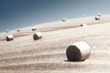 Photography titled "Herd of Hay" by Jade Holing, Original Artwork, Digital Photography