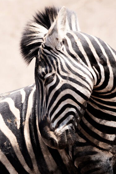Φωτογραφία με τίτλο "Striped Horse" από Jade Holing, Αυθεντικά έργα τέχνης, Ψηφιακή φωτογραφία