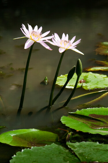 Photographie intitulée "Lotus" par Jade Holing, Œuvre d'art originale, Photographie numérique