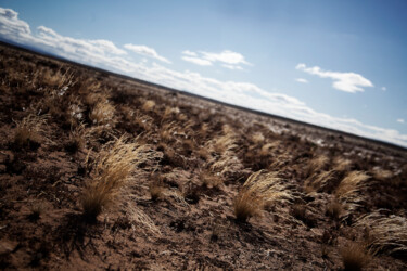 Photography titled "Karoo Grassland" by Jade Holing, Original Artwork, Digital Photography