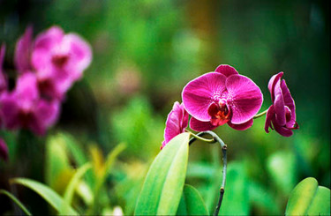 Photography titled "Orchids" by Johnny Aguirre, Original Artwork