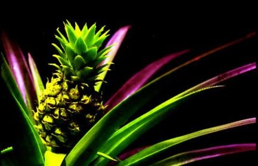 Photography titled "Piña" by Johnny Aguirre, Original Artwork