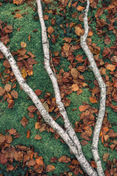 Fotografía titulada "Podlachia forest" por Jakub Jaroszewicz, Obra de arte original, Fotografía digital