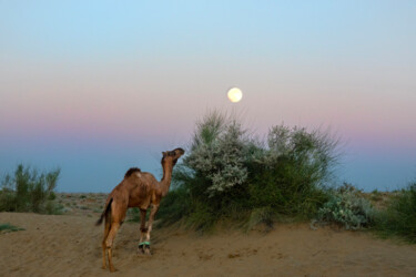 Fotografía titulada "Camel with full moo…" por James Gritz, Obra de arte original, Fotografía digital