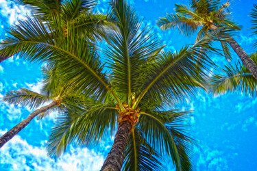 Digitale Kunst mit dem Titel "Palms in the Sky" von James Morris, Original-Kunstwerk, Manipulierte Fotografie
