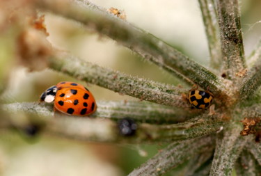 Фотография под названием "Ladybug" - Jan Schrijver, Подлинное произведение искусства
