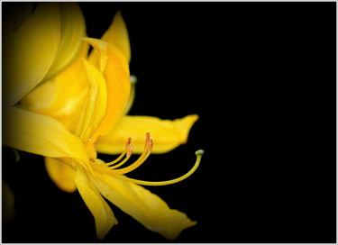 Fotografie getiteld "Yellow" door Jan Schrijver, Origineel Kunstwerk