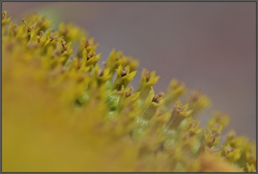 Photography titled "Rice" by Jan Schrijver, Original Artwork