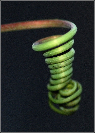 Photographie intitulée "Curly" par Jan Schrijver, Œuvre d'art originale