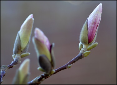 Photography titled "A few days left" by Jan Schrijver, Original Artwork