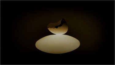 Photographie intitulée "Egg shell compositi…" par Jan Schrijver, Œuvre d'art originale