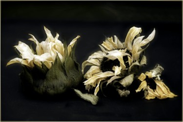 Photographie intitulée "Aftersunflowers" par Jan Schrijver, Œuvre d'art originale, Photographie numérique