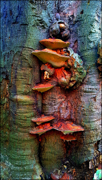 Fotografia intitolato "Bracket fungus 1" da Jan Schrijver, Opera d'arte originale, Fotografia digitale