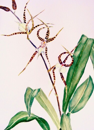 Peinture intitulée "Dancing Orchids" par Jane Wong, Œuvre d'art originale, Aquarelle