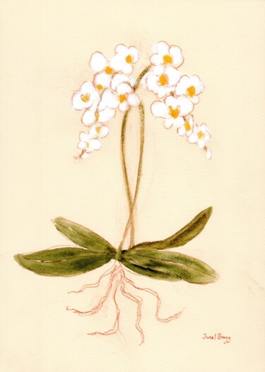 Pittura intitolato "Orchid from Susann'…" da Janel Bragg, Opera d'arte originale, Acquarello