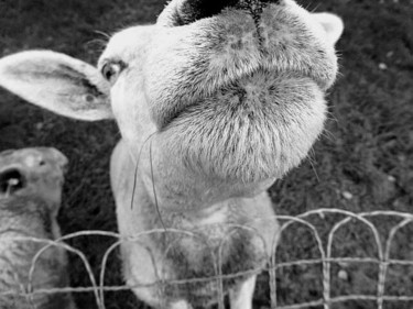 Photographie intitulée "Le mouton curieux." par Janie B., Œuvre d'art originale