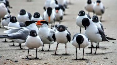 Photography titled "the-birds.jpg" by Janice Rehder, Original Artwork