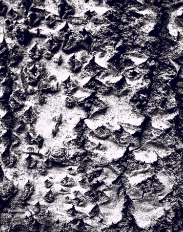 Photographie intitulée "Hiéroglyphes arbori…" par Janie B., Œuvre d'art originale