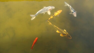 Photographie intitulée "Les jolis poissons…" par Janie B., Œuvre d'art originale