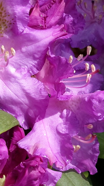 Photography titled "Rhododendron mauve.…" by Janie B., Original Artwork