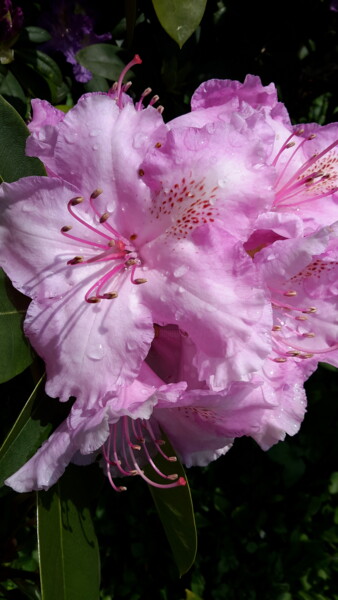 Photography titled "Rhododendron rose.…" by Janie B., Original Artwork
