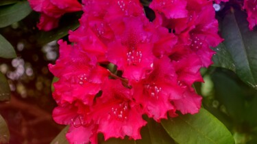Fotografia intitulada "Rhododendron rouge.…" por Janie B., Obras de arte originais