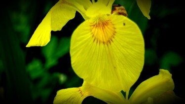 Photographie intitulée "Lys jaune.      180…" par Janie B., Œuvre d'art originale