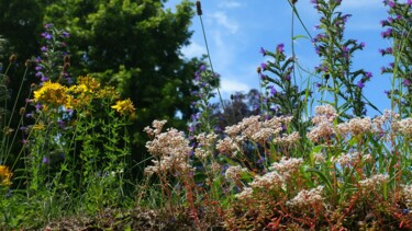 Fotografia intitulada "Jolies fleurs sauva…" por Janie B., Obras de arte originais