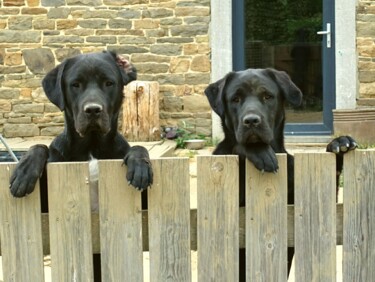 Photographie intitulée "Attention, chiens c…" par Janie B., Œuvre d'art originale