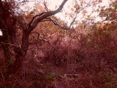 Photographie intitulée "Bois sauvage.    st…" par Janie B., Œuvre d'art originale
