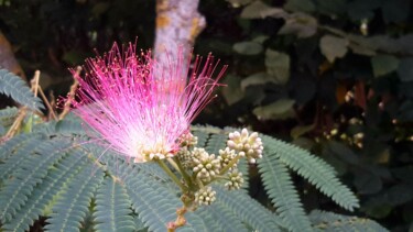 Fotografia intitulada "Calliandra.     stu…" por Janie B., Obras de arte originais