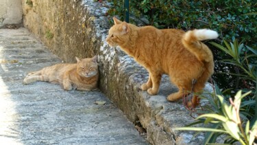 Photography titled "Les chats roux/…" by Janie B., Original Artwork
