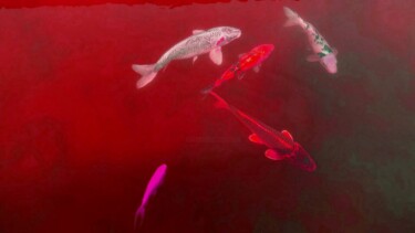 Photographie intitulée "Ballet des poissons…" par Janie B., Œuvre d'art originale, Photographie numérique