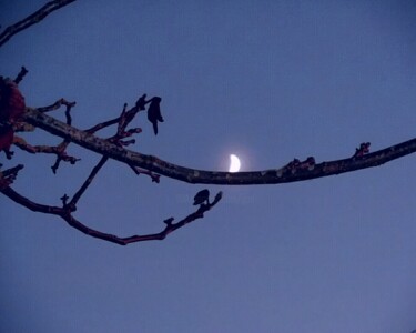 Fotografia intitolato "La lune sur la bran…" da Janie B., Opera d'arte originale