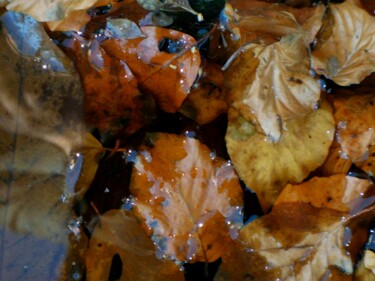 Photography titled "Feuilles mortes.…" by Janie B., Original Artwork