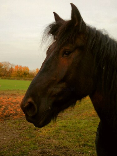 Photography titled "Le cheval pensif.…" by Janie B., Original Artwork