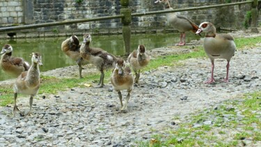 Fotografie getiteld "La petite famille.…" door Janie B., Origineel Kunstwerk