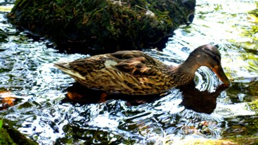 Photography titled "Canard.     studio-…" by Janie B., Original Artwork