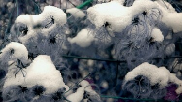 Photographie intitulée "Clématite hivernale…" par Janie B., Œuvre d'art originale, Photographie numérique