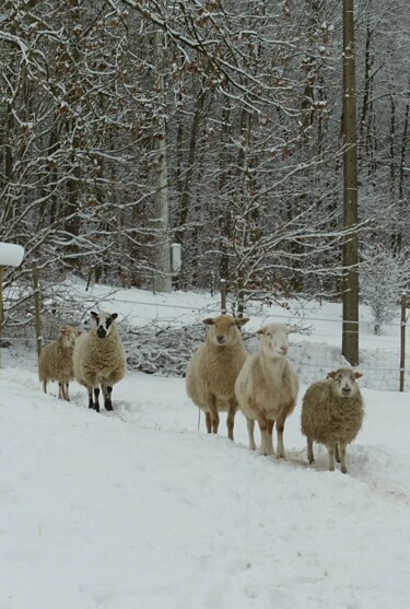 Photographie intitulée "Moutons curieux.…" par Janie B., Œuvre d'art originale