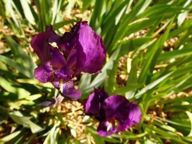 Photographie intitulée "Iris sauvages.    s…" par Janie B., Œuvre d'art originale