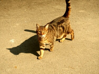 Photographie intitulée "Minou se promène.…" par Janie B., Œuvre d'art originale