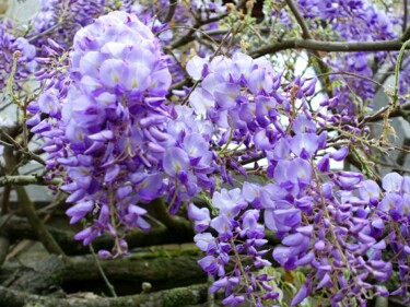 Photographie intitulée "Glycine.    studio-…" par Janie B., Œuvre d'art originale