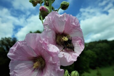 Photographie intitulée "Ivresse de pollen a…" par Janie B., Œuvre d'art originale, Photographie numérique
