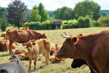 Photographie intitulée "Maternelles Limousi…" par Janie B., Œuvre d'art originale, Photographie numérique