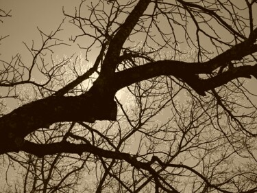 Fotografie getiteld "Arbre, fond fleuri…" door Janie B., Origineel Kunstwerk, Gemanipuleerde fotografie