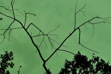 Fotografia intitulada "Branches mortes." por Janie B., Obras de arte originais, Fotografia digital